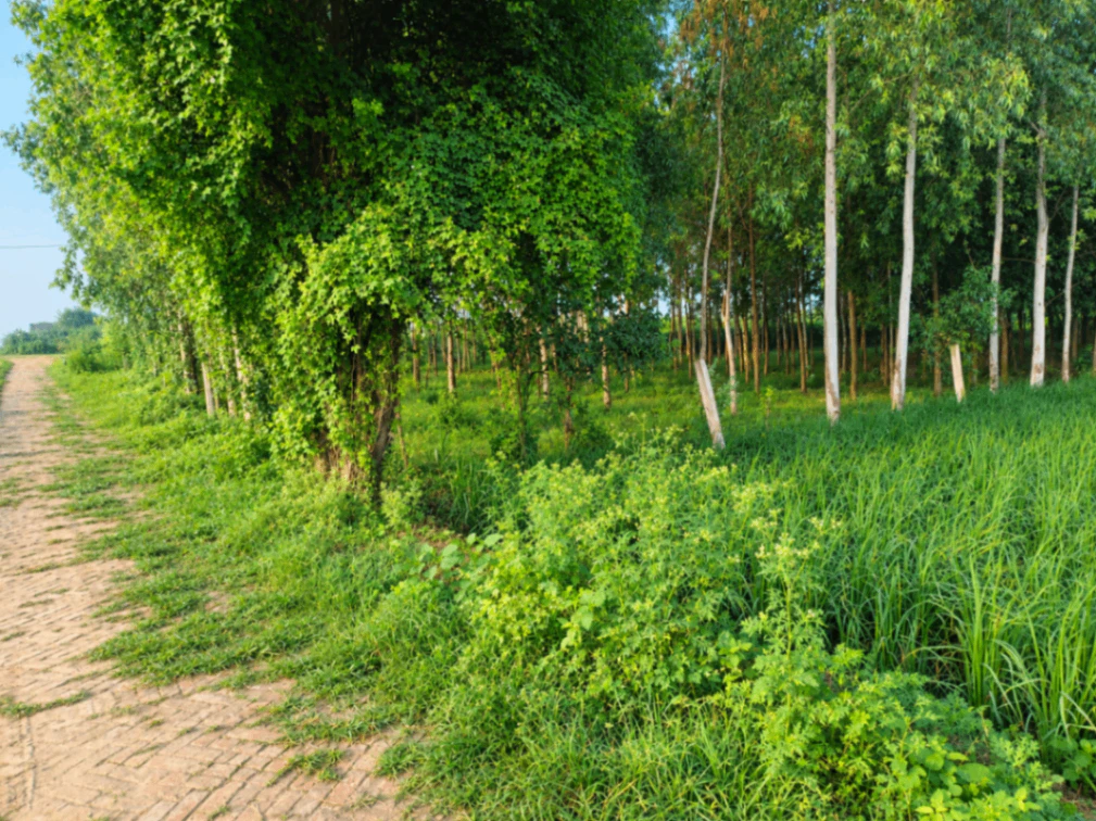 Jalalpur 1, Panipat, Haryana 132104, India