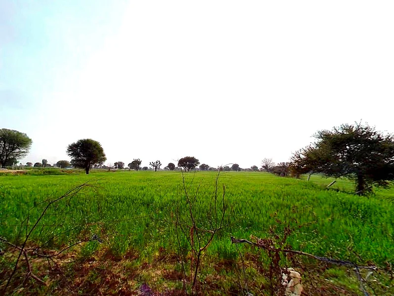 3QXF+6XW, Raja Rampura, Rajasthan 303704, India preview 3