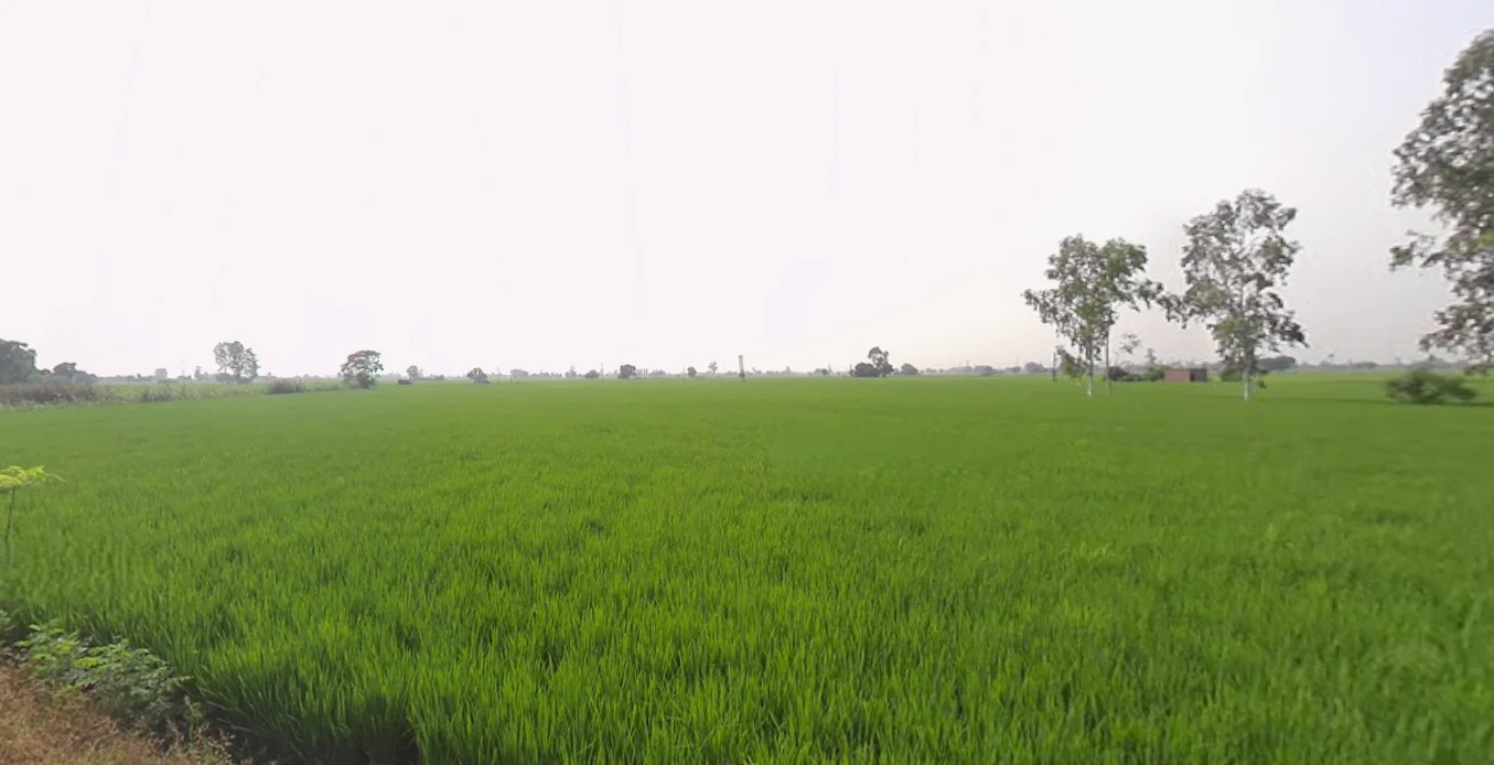 Sanour, Sheesh Mahal Enclave, Patiala, Punjab 147001, India