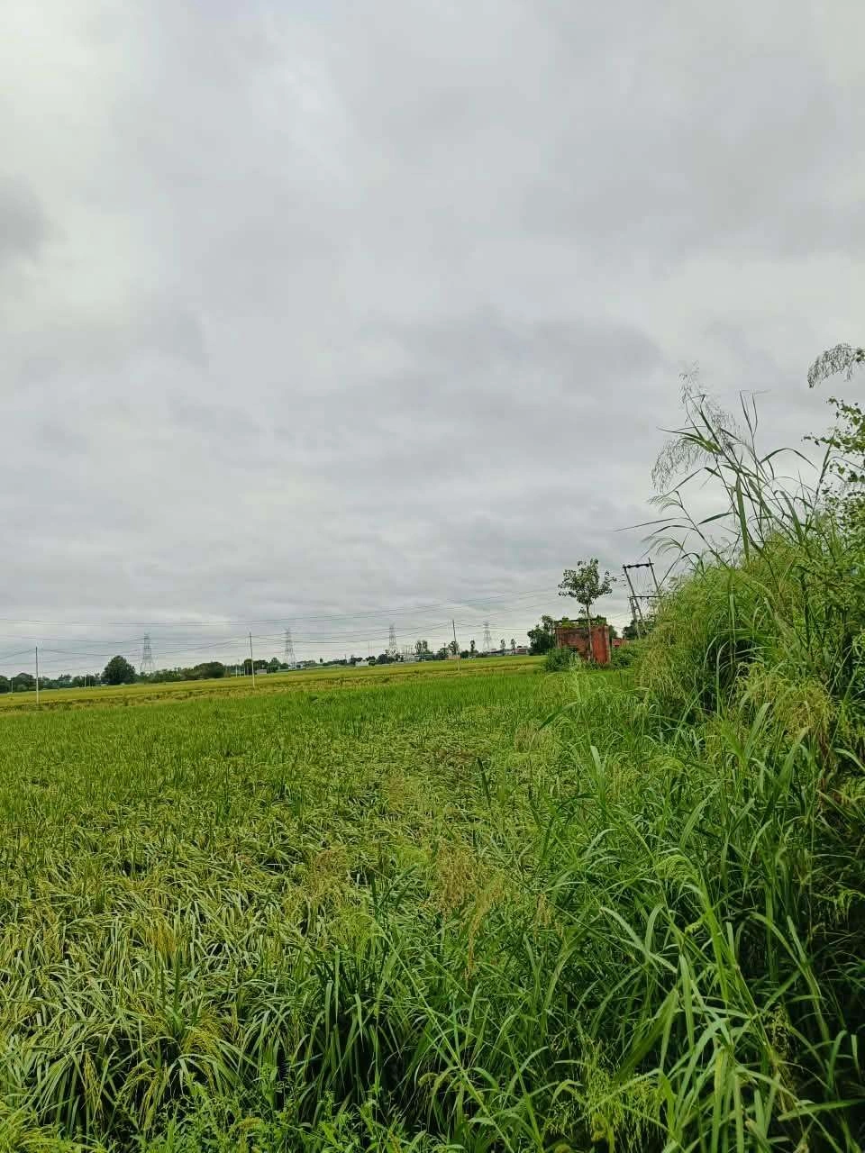 Bheema, Mathura, Uttar Pradesh 281204, India