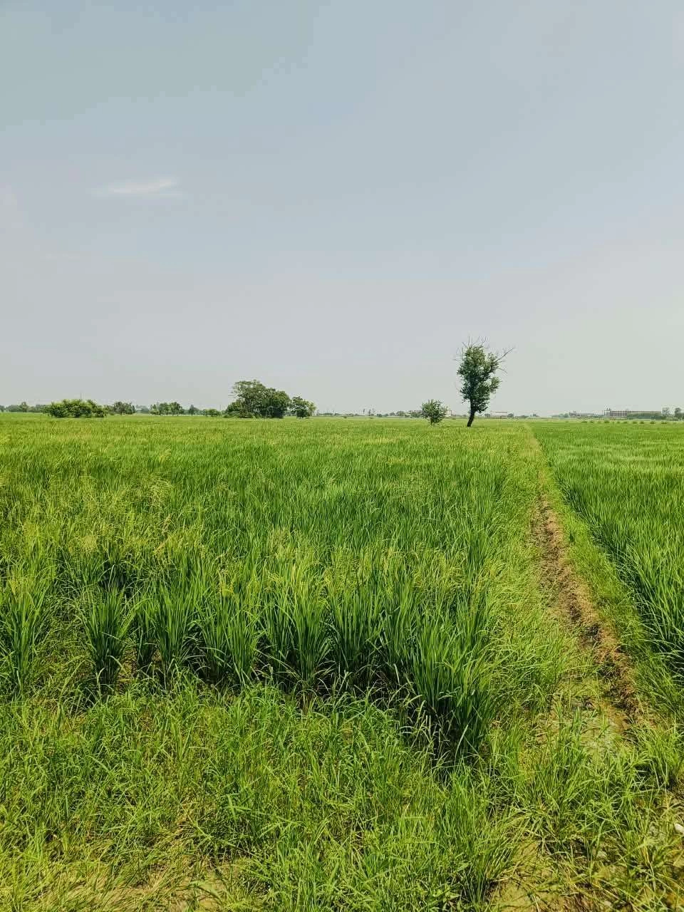 Gora, Mathura, Uttar Pradesh 281404, India