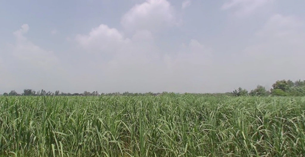 Kashipur, Uttar Pradesh, India