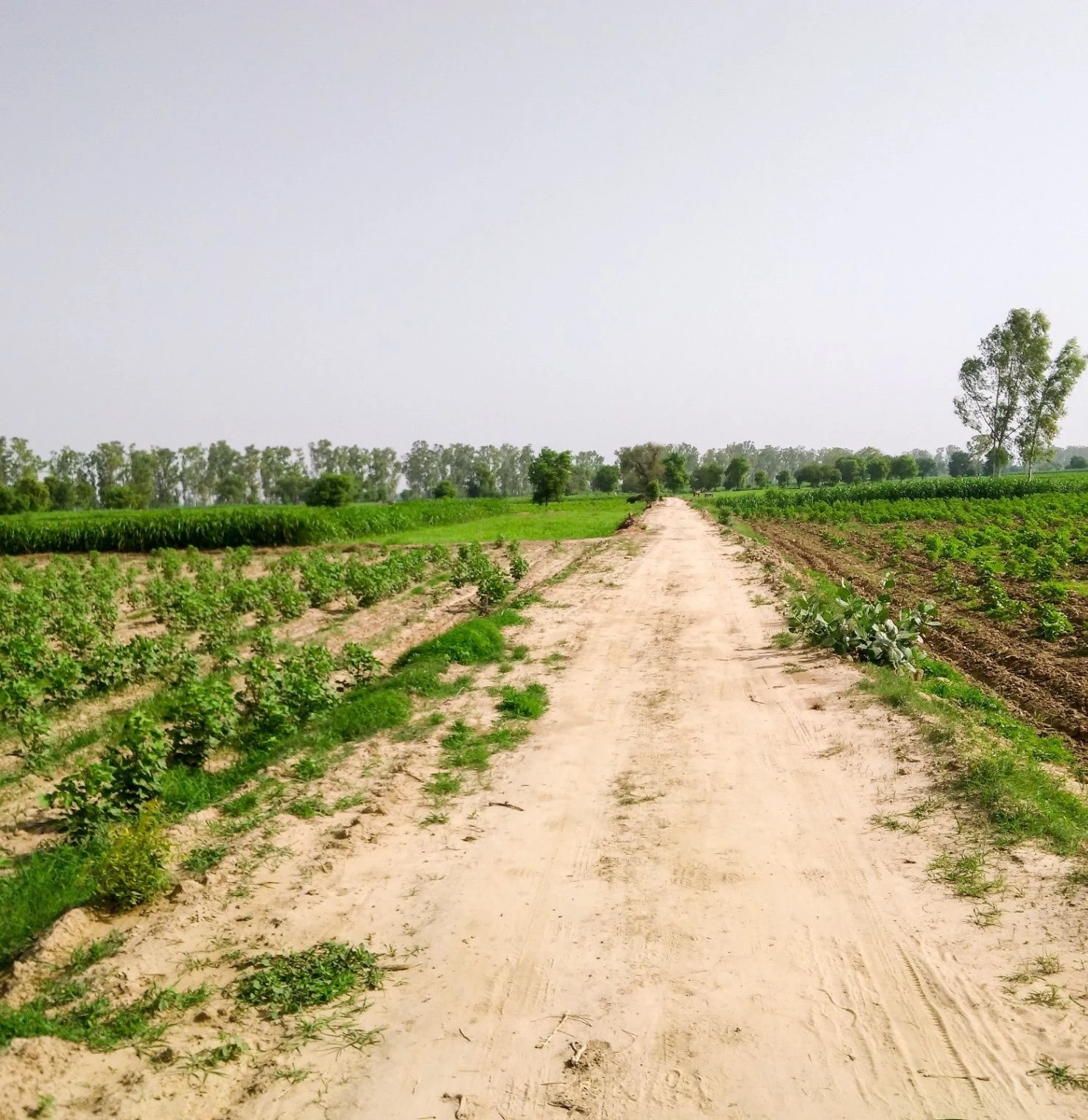 Dharmawala, Herbertpur, Uttarakhand 248142, India
