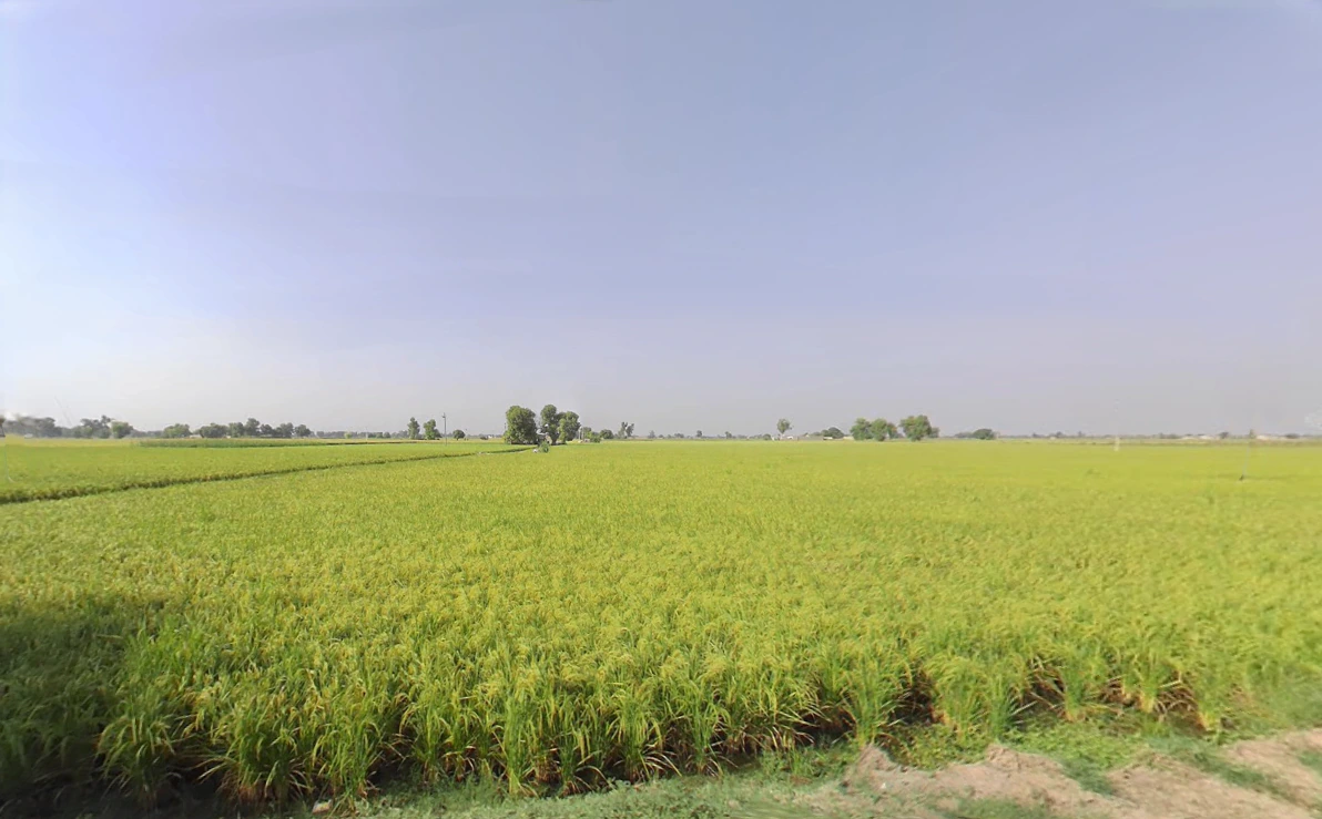 Haripura, Haryana 125075, India