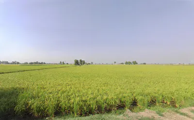 Haripura, Haryana 125075, India preview 2