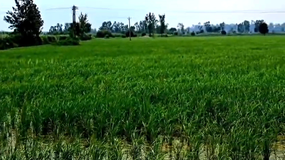 822V+2R Husainpur, Muzaffarnagar, Uttar Pradesh, India