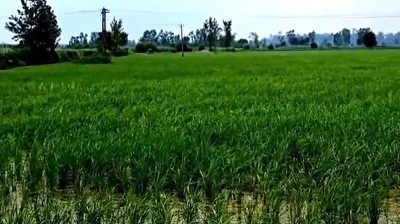 822V+2R Husainpur, Muzaffarnagar, Uttar Pradesh, India preview 2