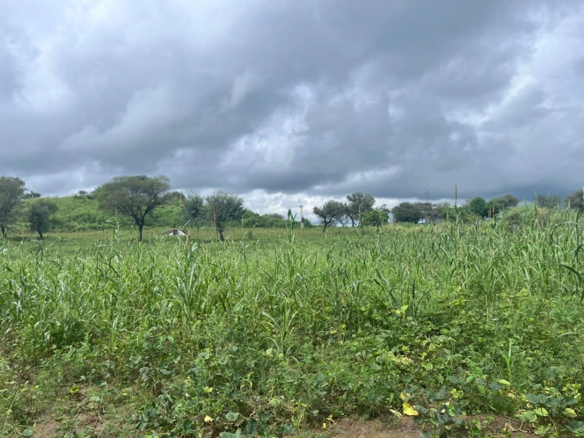 2JGQ+PM Charawas, Rajasthan, India