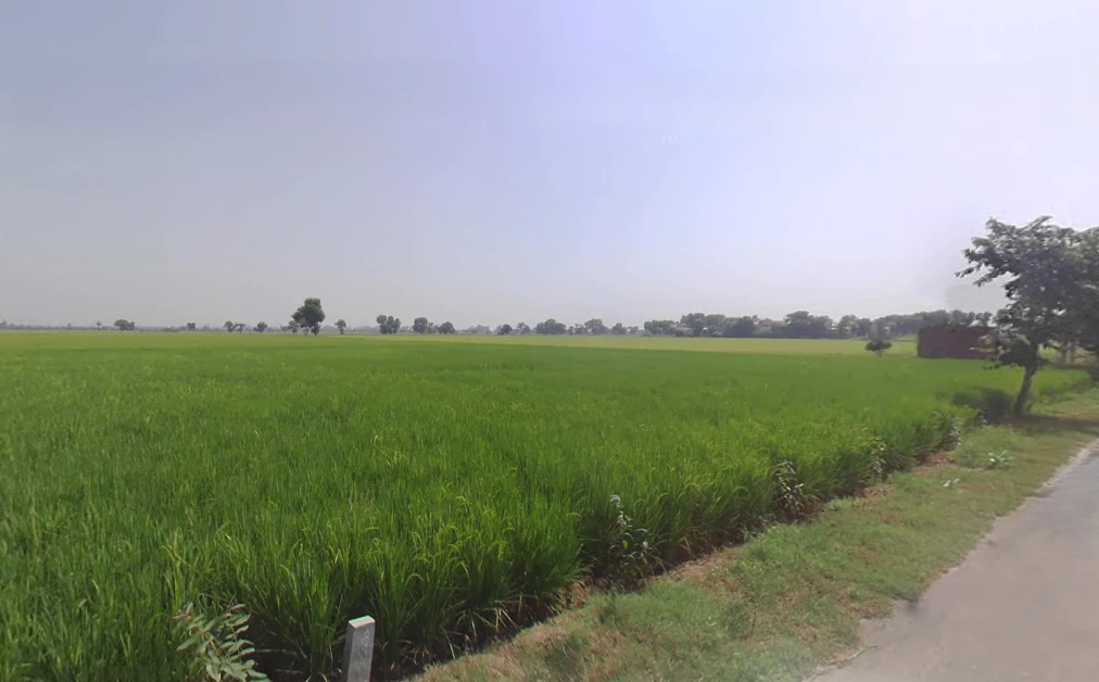 Ahlisadar, Haryana 125050, India
