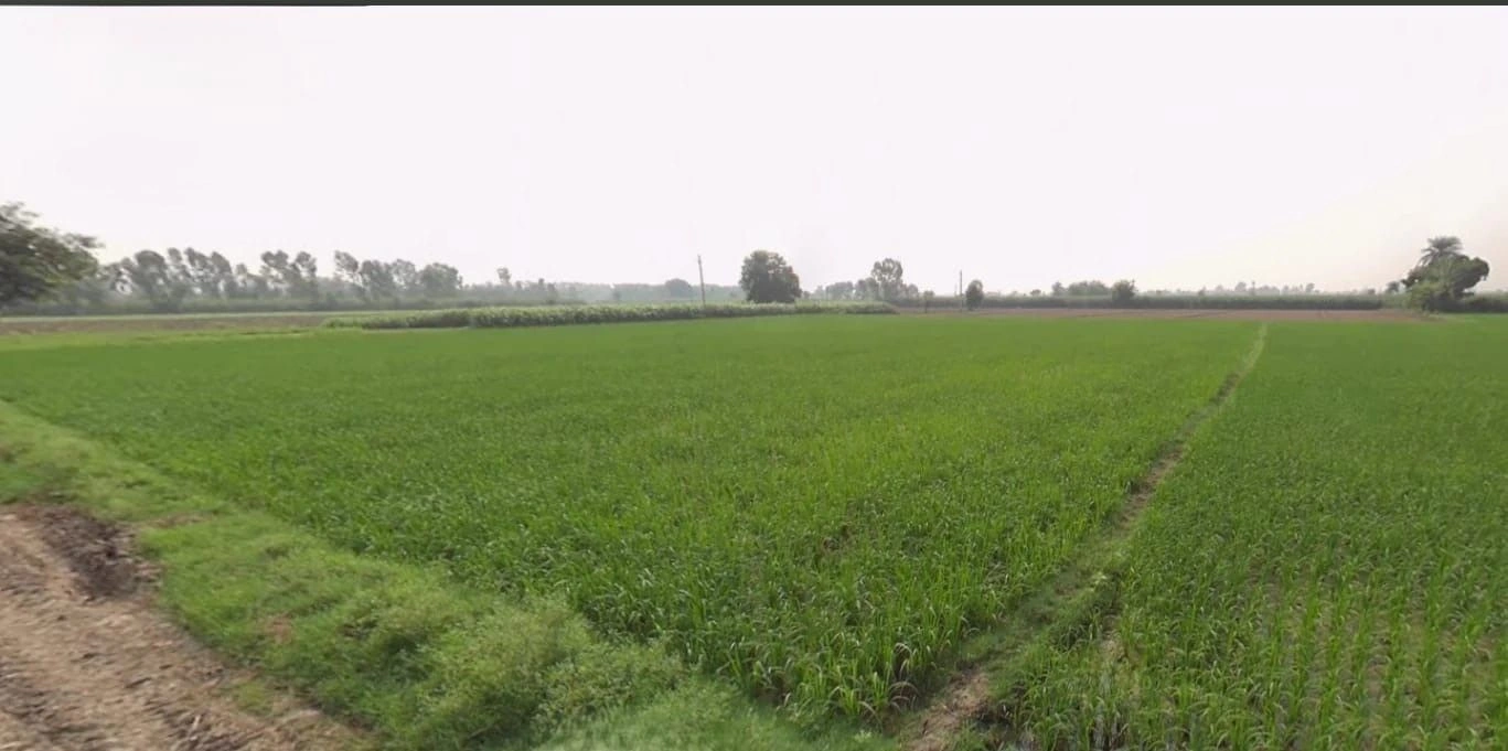 QXXH+PG8, Fatehpur, Aurei, Uttar Pradesh 212622, India