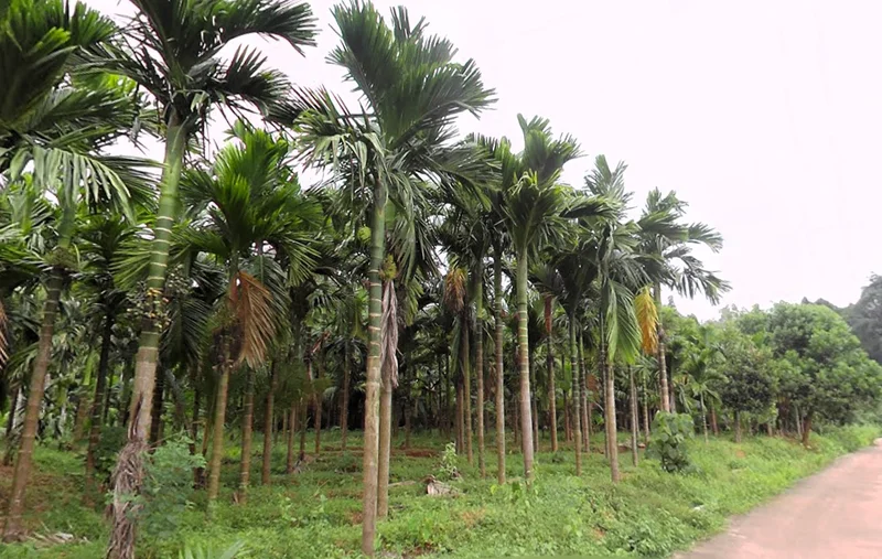 Belthangady, Karnataka 574214, India preview 2