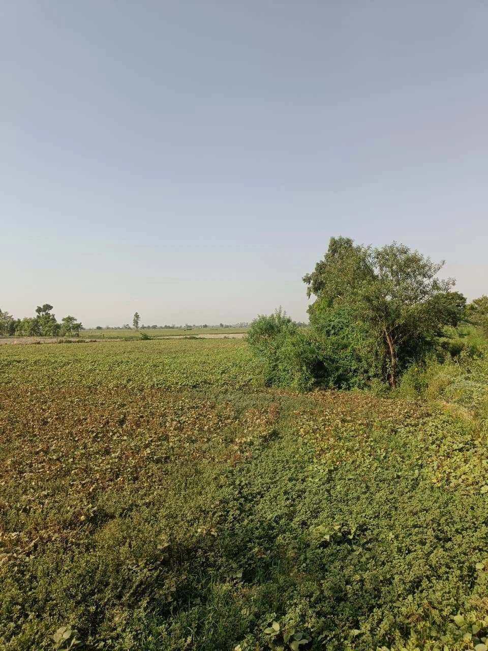 Gauhari, Uttar Pradesh 281401, India