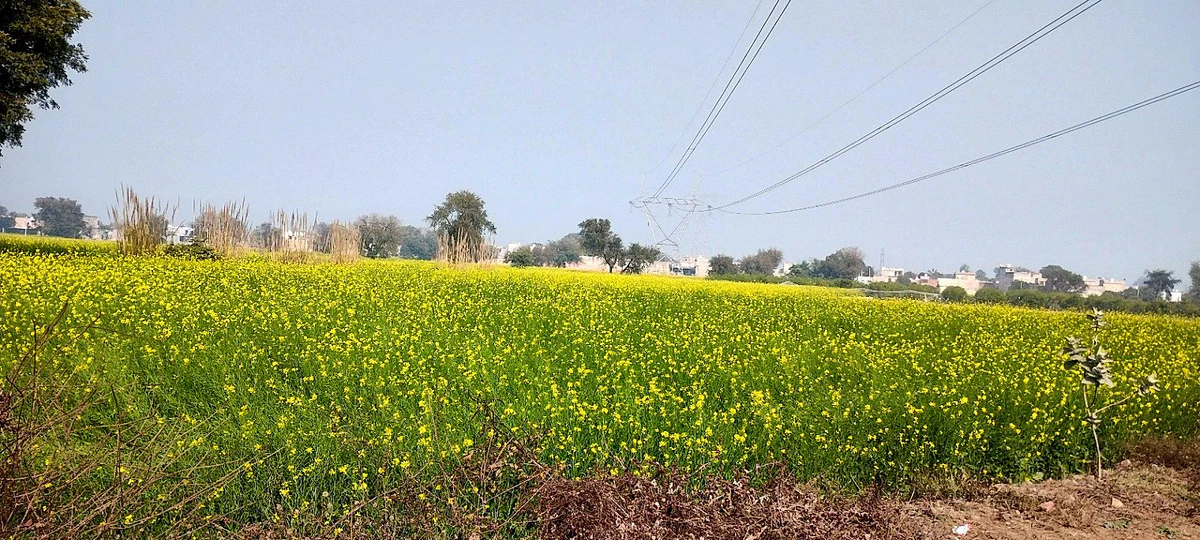 Barodameo, Rajasthan 301021, India