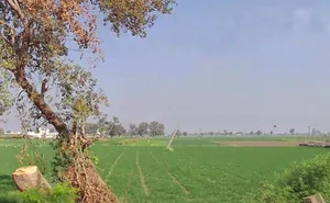 WRXX+X4J, Ujjain - Indore Rd, Kajlana, Lakhman Khedi, Madhya Pradesh 453551, India preview 3