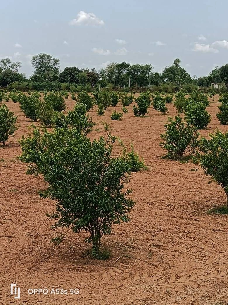 H54J+GM Daulatpura, Rajasthan, India