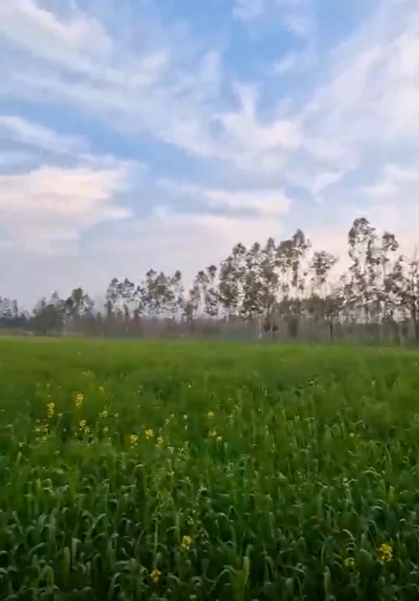 C743+J87, Katpon, Madhya Pradesh, India