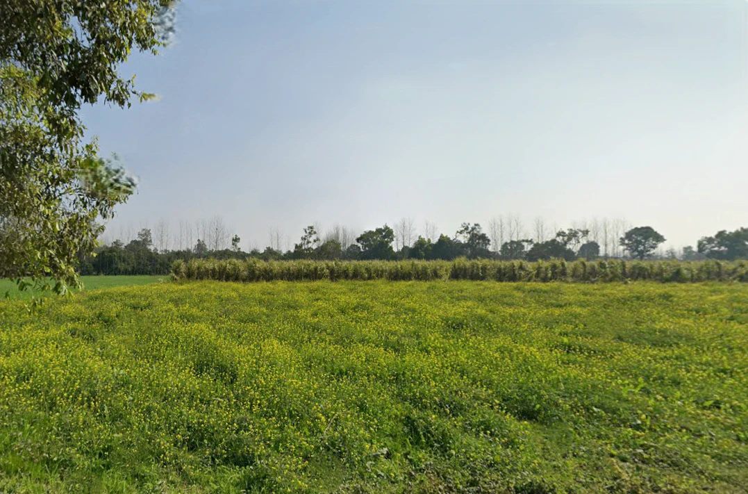 Pilkhani, Uttar Pradesh 247451, India