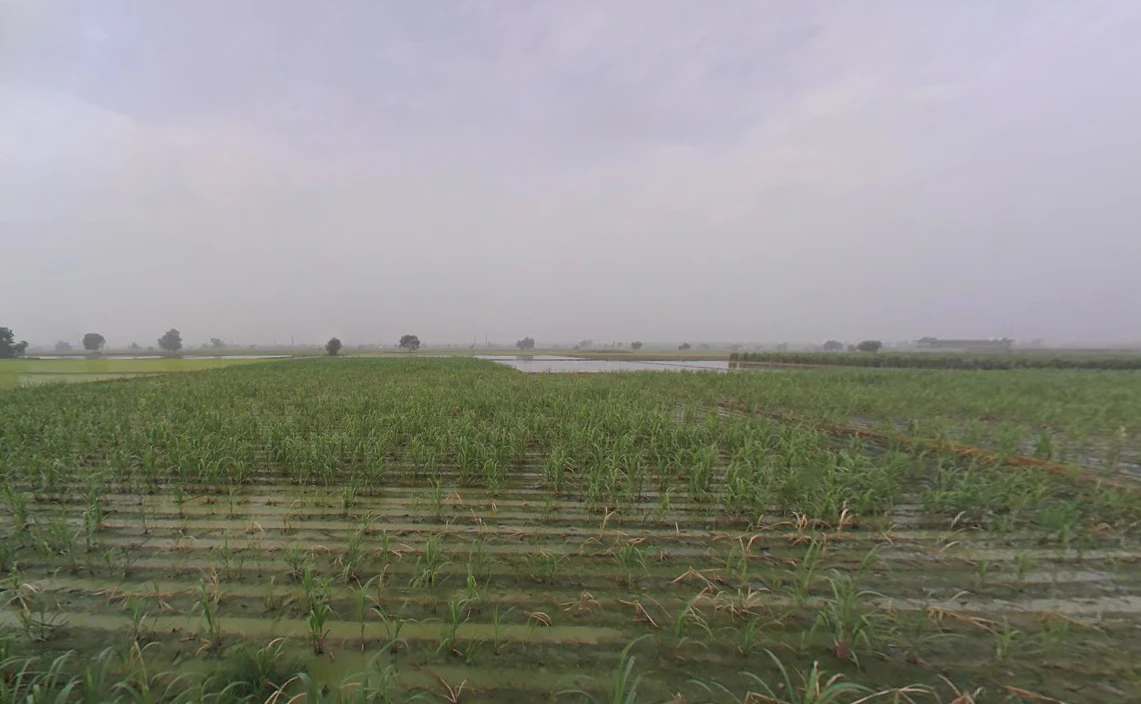 Balaana, Haryana 132145, India