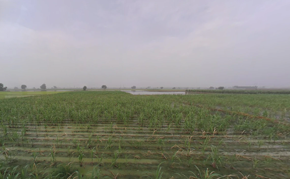 Balaana, Haryana 132145, India