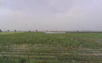 Balaana, Haryana 132145, India preview 2