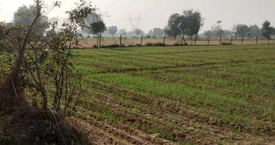 Daddu Majra Colony, Chandigarh, 160014, India preview 3