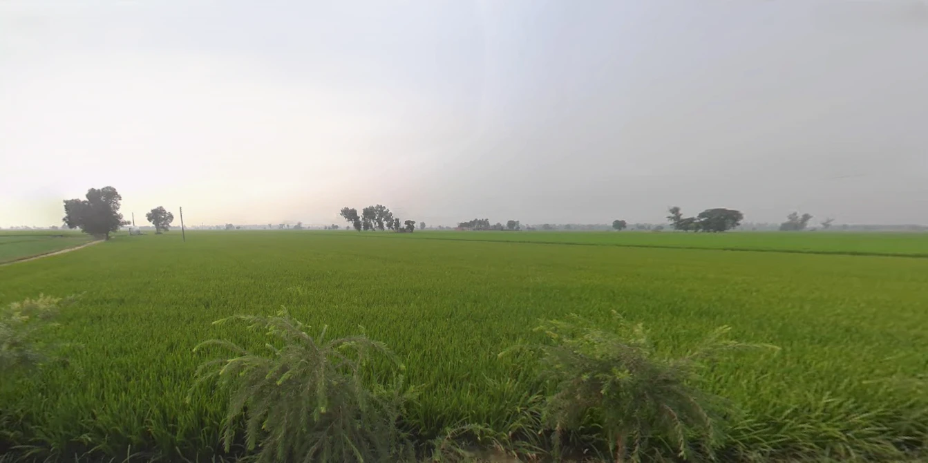 Bareta, Punjab 151501, India