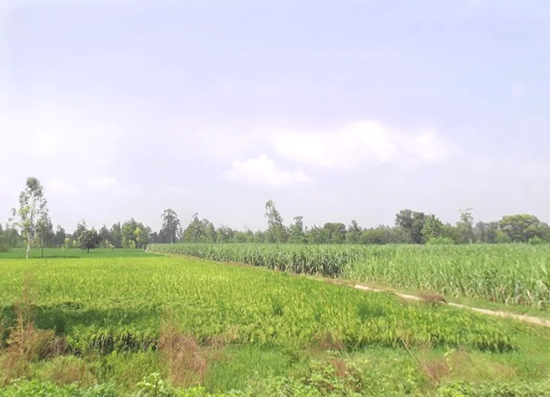 Behat, Uttar Pradesh 247121, India
