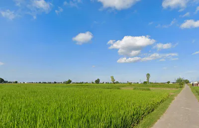 Tangra, Punjab, India preview 3