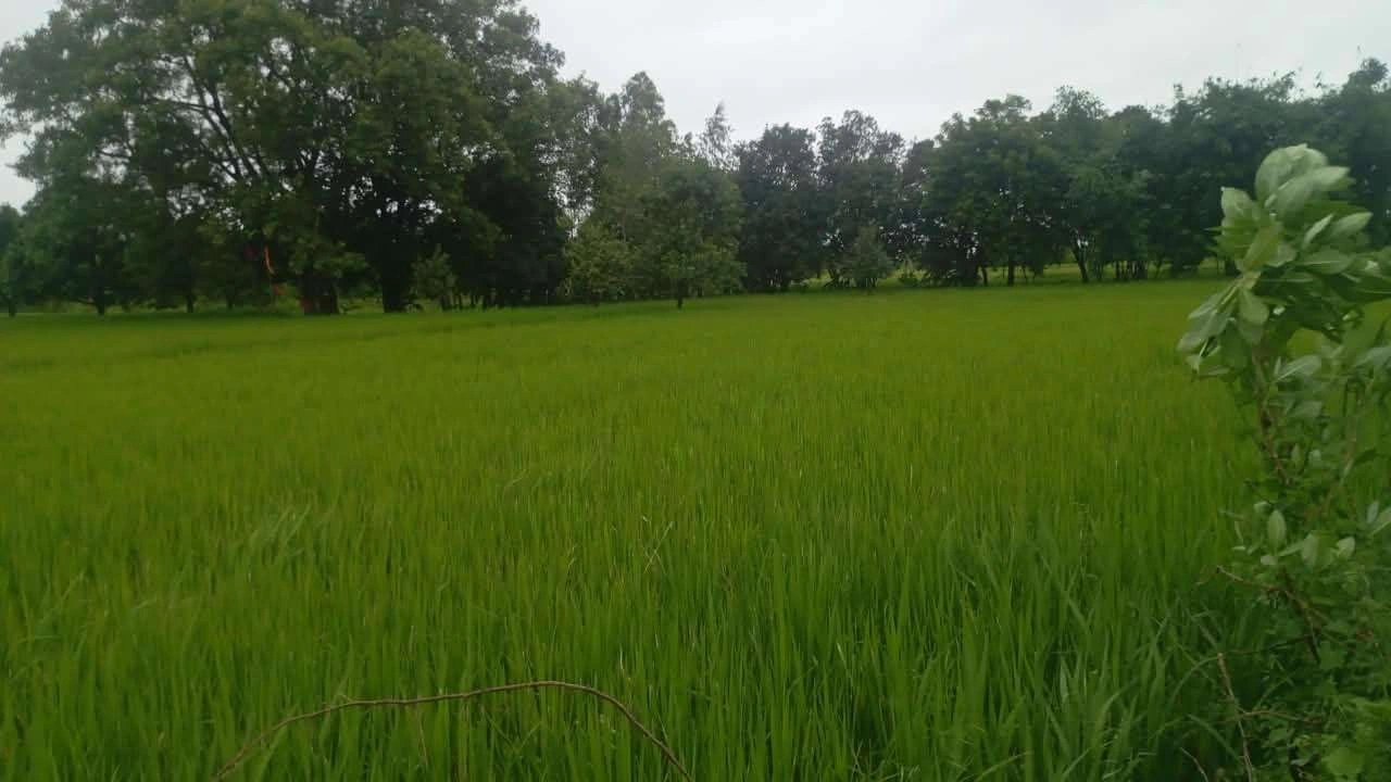 3PCP+9H Kotiya, Fatehpur, Uttar Pradesh, India - Photo 2