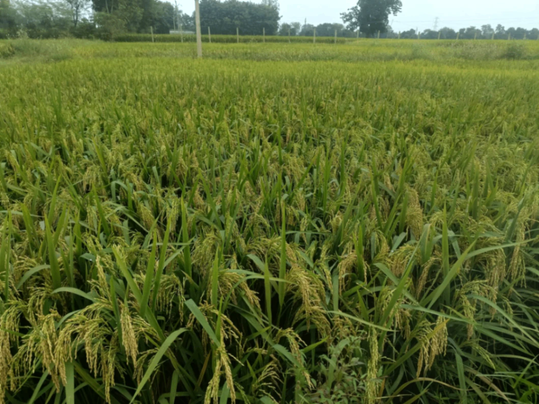 Dudhmaniya, Anuppur, Madhya Pradesh 484330, India - Photo 2