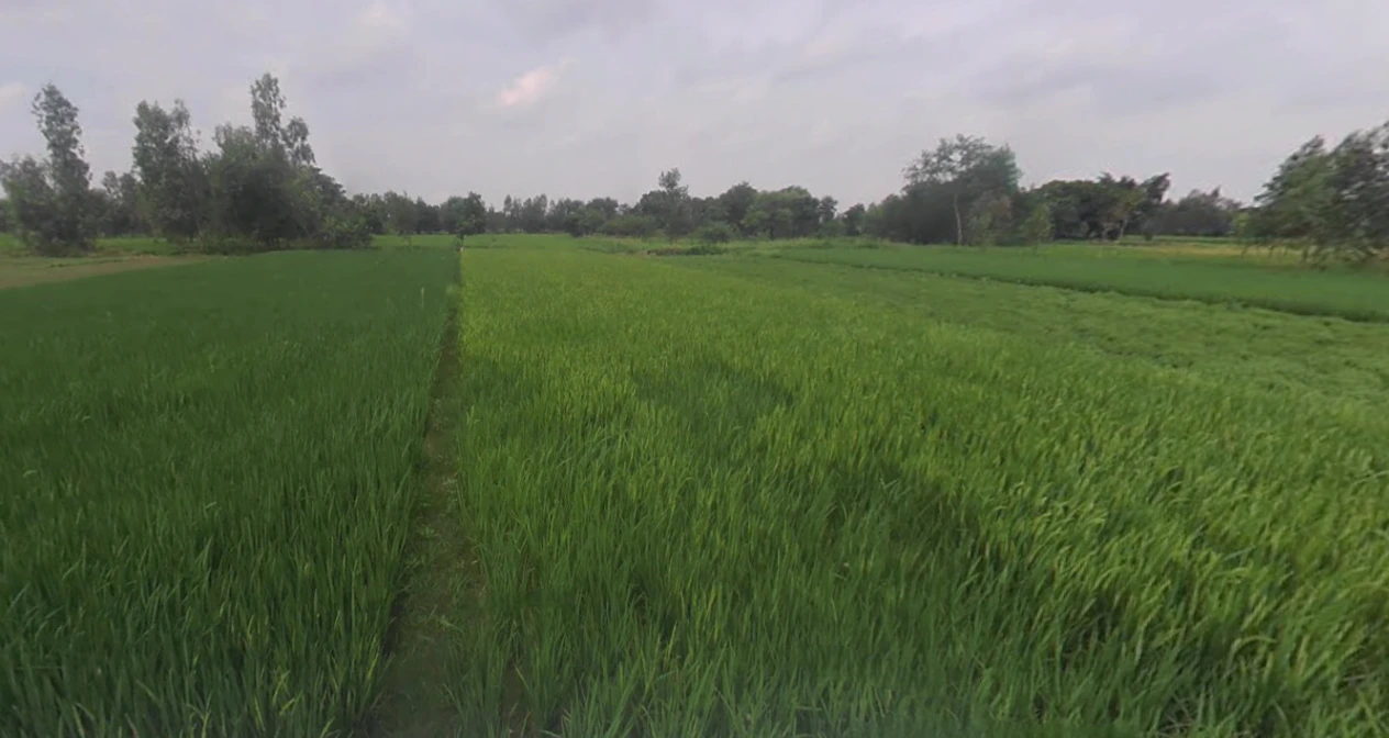 Budaun, Uttar Pradesh 243601, India
