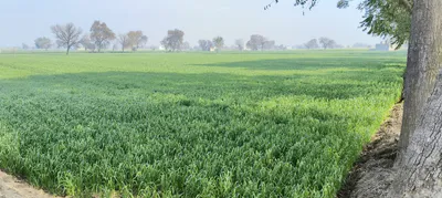 Barnagar, Madhya Pradesh 456771, India preview 3