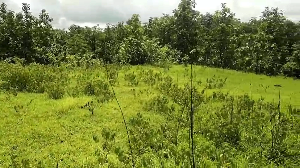 J5RW+XJ4, Palghar, Pimproli, Maharashtra 421303, India