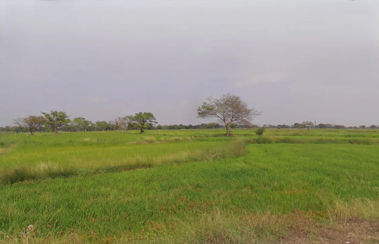 Mudiyadih, Chhattisgarh 493449, India preview 2