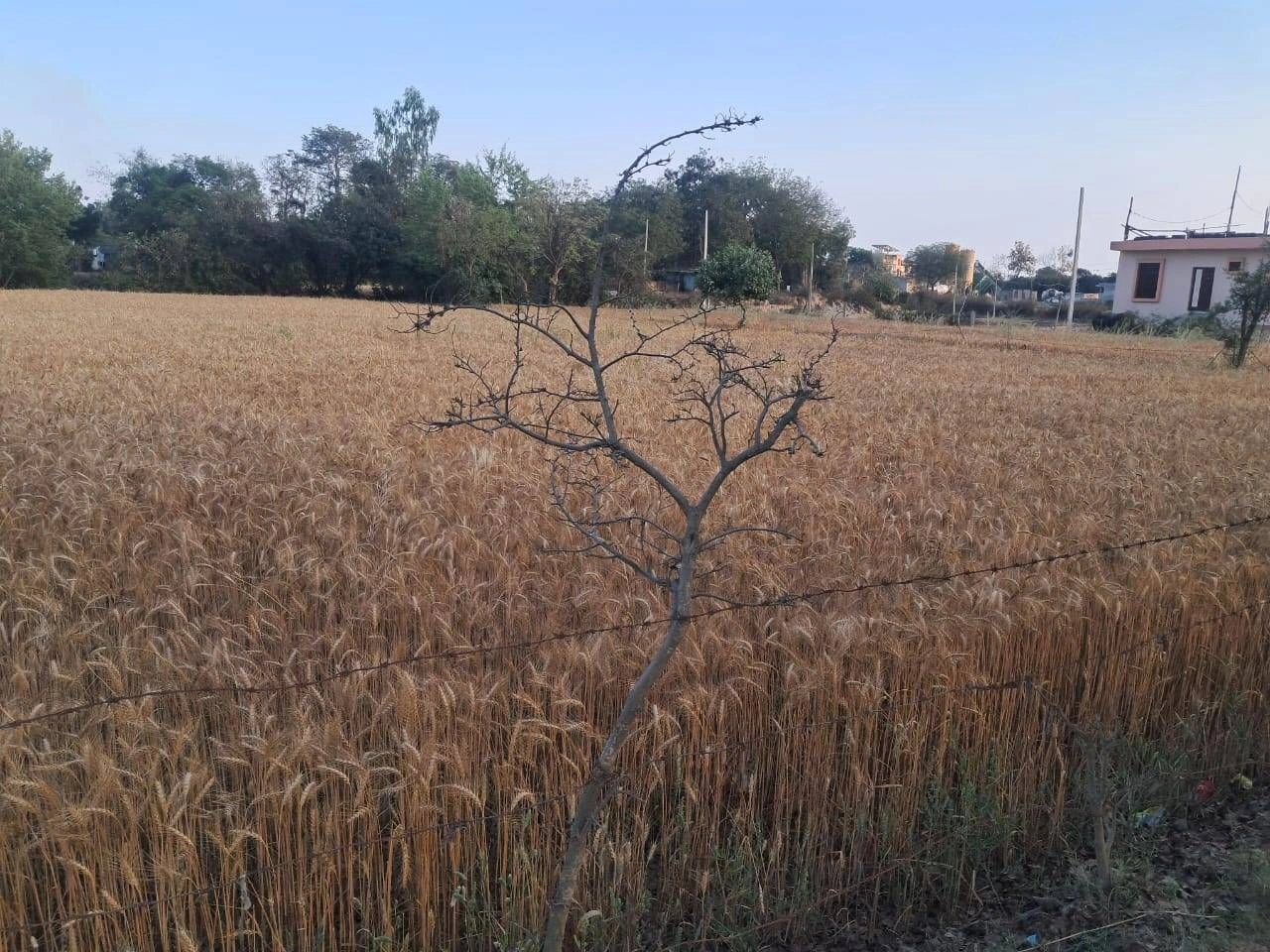 5VQG+7W5, Ghatwada, Rajasthan, India