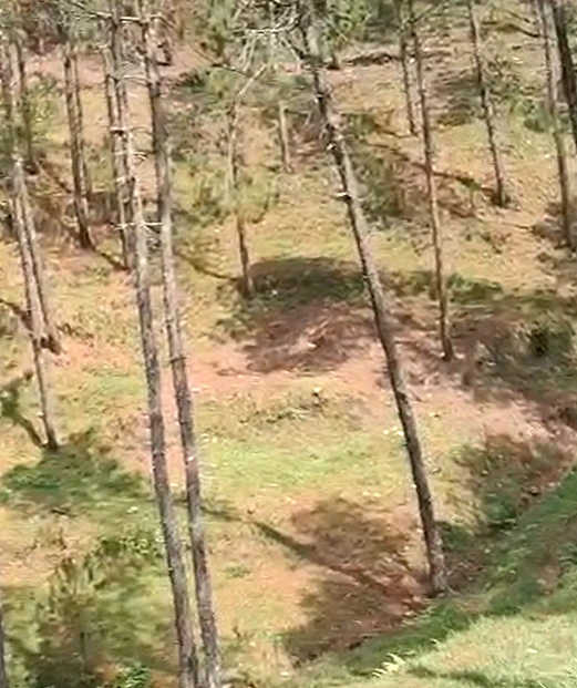 9JMH+XVW, Nainital, Ladfora Malla, Uttarakhand 263136, India