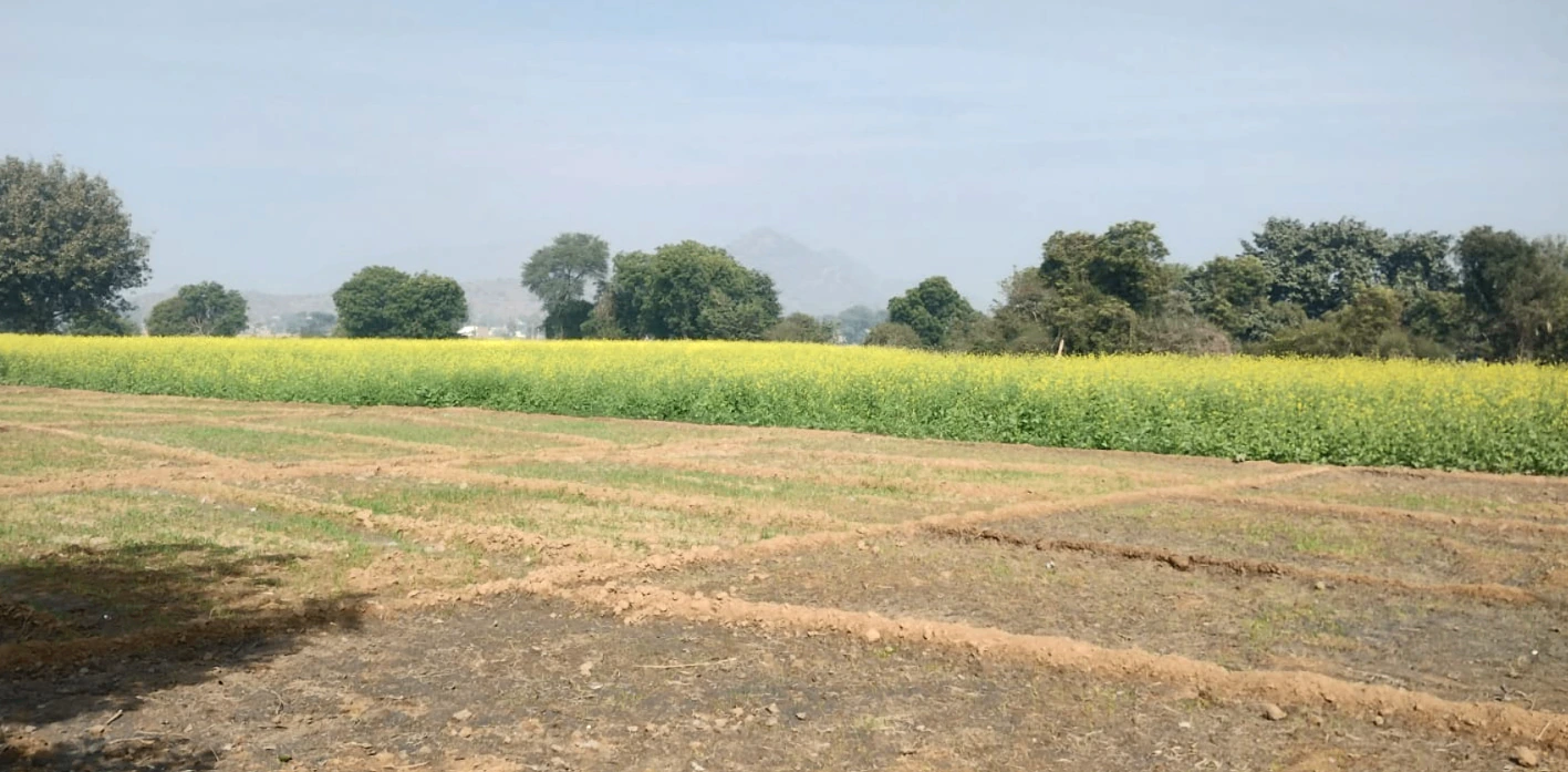 Rajpura, Punjab, India