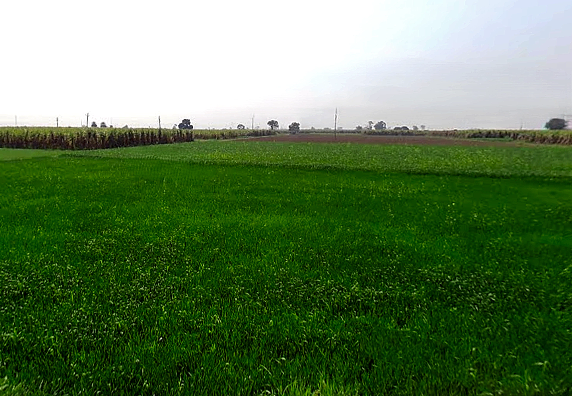 Ratauli, Uttar Pradesh 250341, India