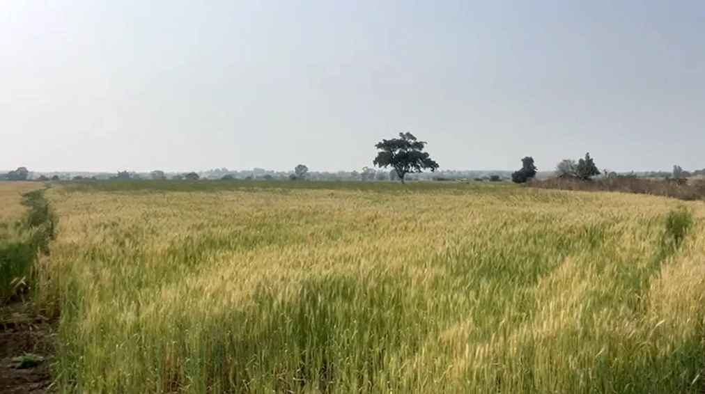 GMJX+WCV, Indore, Akawi, Madhya Pradesh 453441, India
