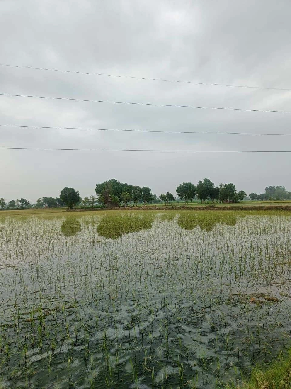 Bukharari, Mathura, Uttar Pradesh, India