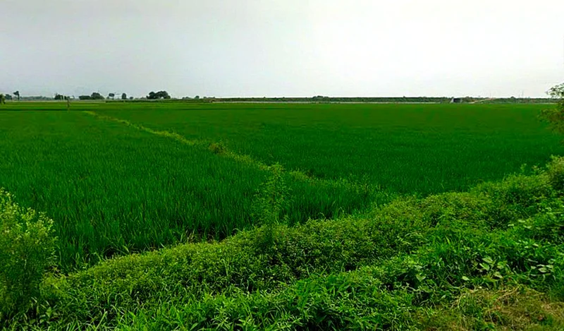 VGPR+436, Bemetara, Gopal Bhoyina, Chhattisgarh 491337, India preview 2