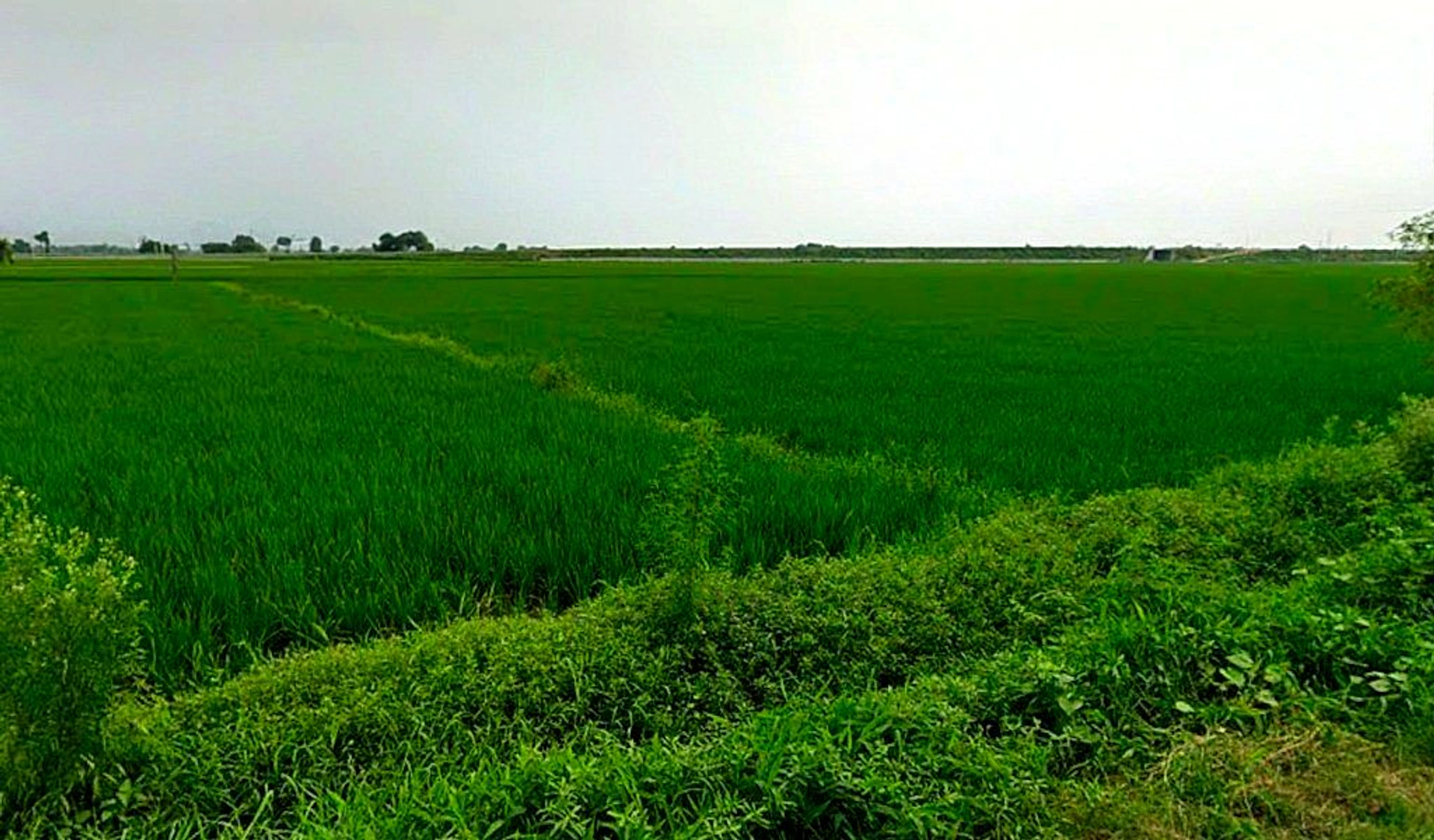 VGPR+436, Bemetara, Gopal Bhoyina, Chhattisgarh 491337, India