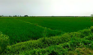 VGPR+436, Bemetara, Gopal Bhoyina, Chhattisgarh 491337, India preview 2