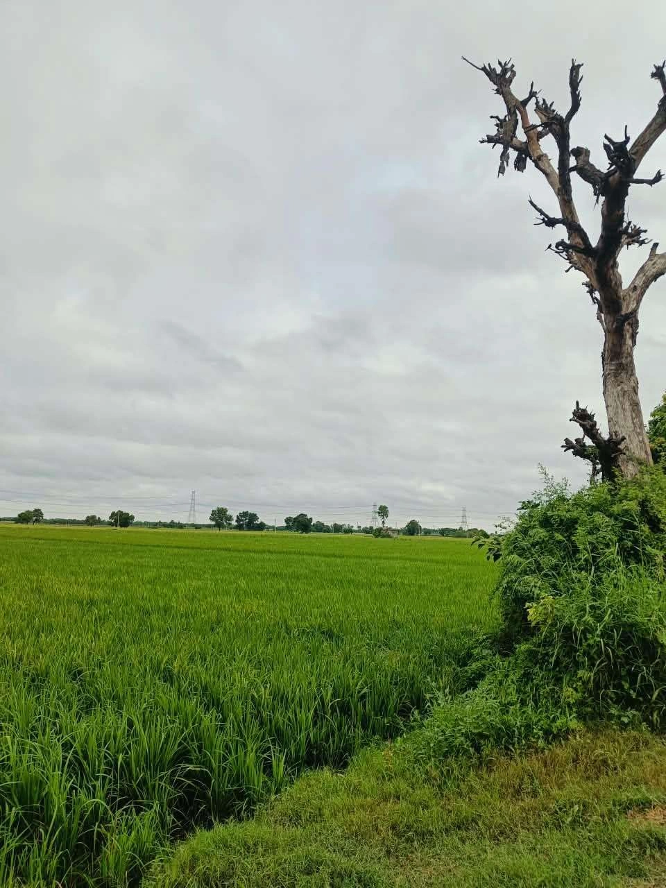 Bheema, Mathura, Uttar Pradesh 281204, India - Photo 2
