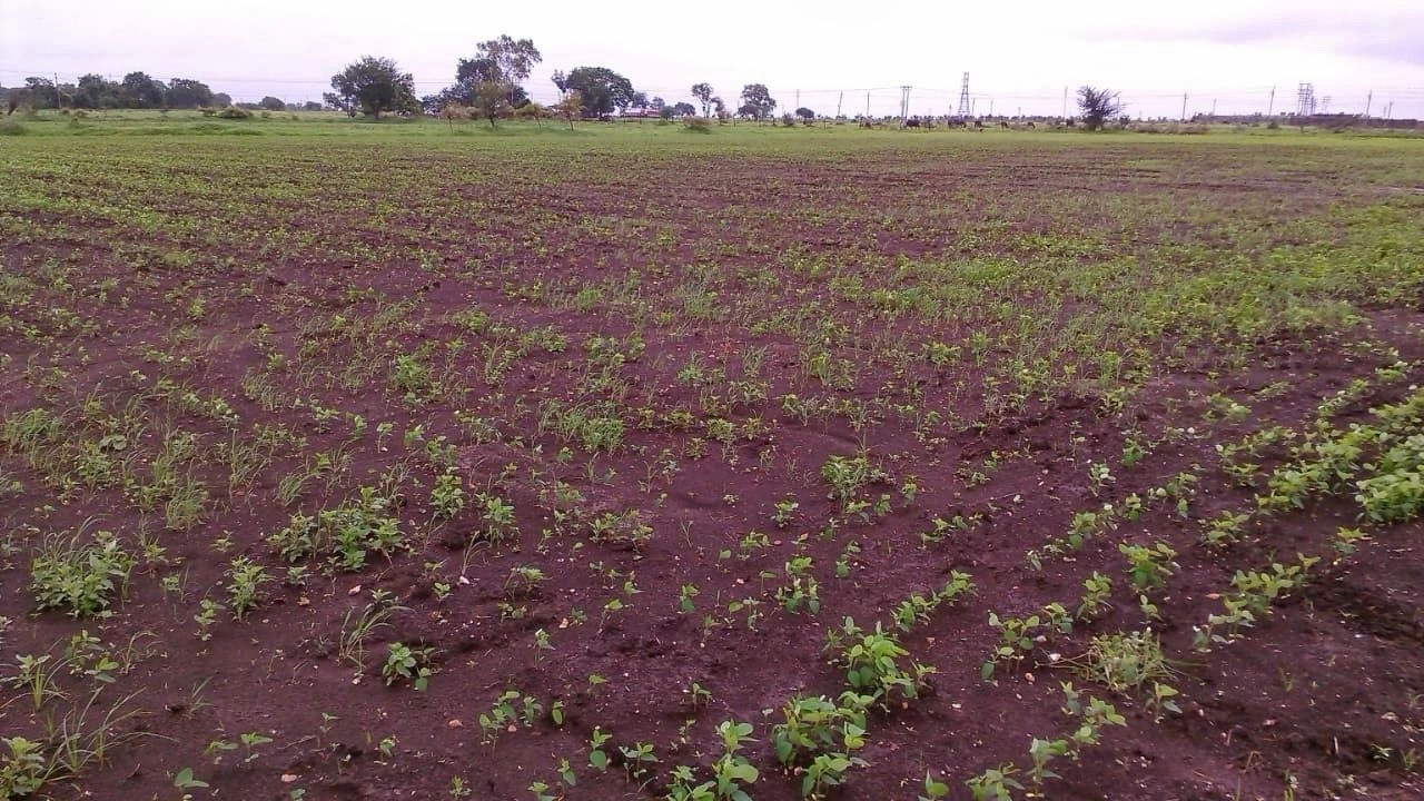 Chichgohan, Khandwa, Madhya Pradesh 450771, India - Photo 2
