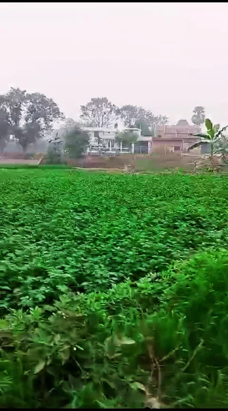 Bhathahi, Bihar, India preview 2