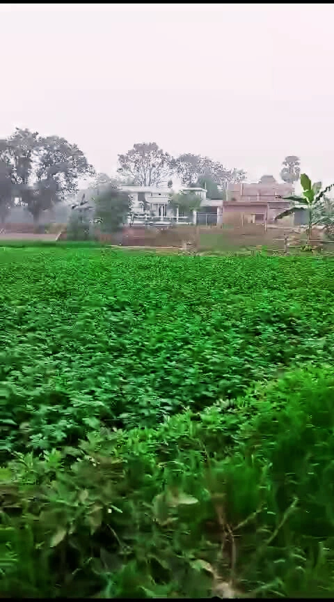 Bhathahi, Bihar, India