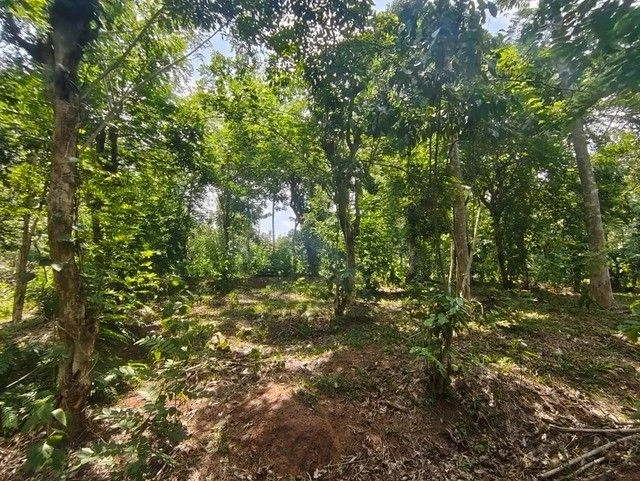 Q5WJ+M6H, Pulpally, Kerala 673579, India