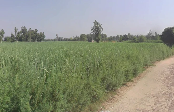 Sihali Jageer, Uttar Pradesh, India