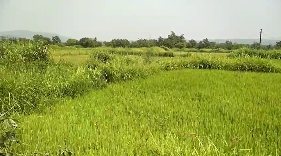 MRJX+V2 Vasare, Palghar, Maharashtra, India